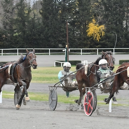 Il grande trotto a Firenze. Premio Cupolone. Trionfa Gea del Ronco